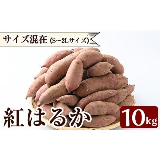 ふるさと納税 野菜類 サツマイモ 鹿児島県 霧島市 K-072 [数量限定]紅はるか10kg(生芋) 泉真一朗 霧島市 さつまいも サツマイモ 芋 さつま芋 熟成