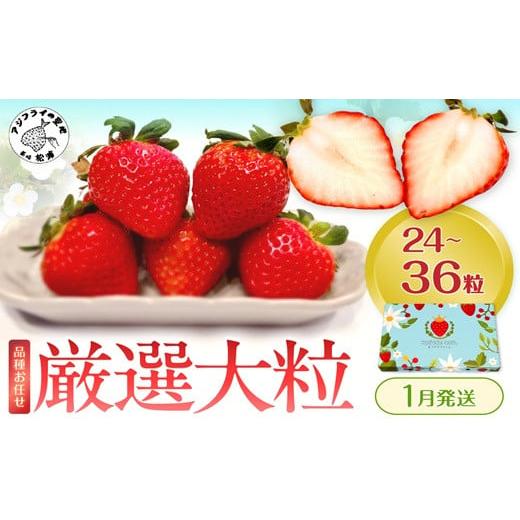 ふるさと納税 いちご 長崎県 松浦市 厳選大粒 こだわり苺 品種お任せ12〜18粒×2パック(1月発送)( いちご 苺 イチゴ 紅ほっぺ かおり野 さがほのか 恋みのり …