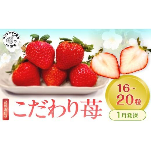 ふるさと納税 いちご 長崎県 松浦市 こだわり苺 品種お任せ小箱8粒〜10粒×2パック(1月発送)( いちご 苺 イチゴ 紅ほっぺ かおり野 さがほのか 恋みのり 果物 …
