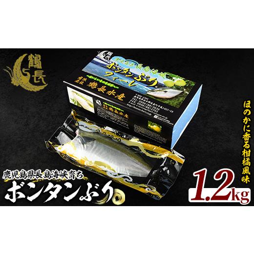 ふるさと納税 旬の鮮魚等 鹿児島県 長島町 期間限定 長島海峡育ち ボンタンぶりのフィレ 鶴長水産 turu-7311R8