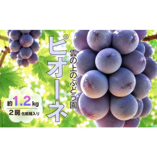 ふるさと納税 果物類 ぶどう 岡山県 新見市 雲の上のぶどう園 ピオーネ 約1.2kg 2房 先行予約 2026年9月上旬から順次発送 約1.2kg 2房