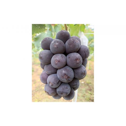 【ラスト1点】 ふるさと納税 岡山県 美咲町 [No.5757-0422]ぶどう 2024年 先行予約 定期便 2回 先行予約 黒川農園 自慢！の 大粒 大房 ニューピオーネ 2房 シャインマスカッ… 【MYK8617960009】(30360円)