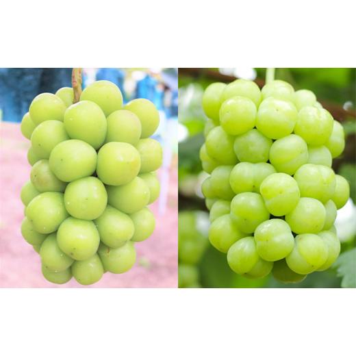 【ラスト1点】 ふるさと納税 岡山県 美咲町 [No.5757-0422]ぶどう 2024年 先行予約 定期便 2回 先行予約 黒川農園 自慢！の 大粒 大房 ニューピオーネ 2房 シャインマスカッ… 【MYK8617960009】(30360円)