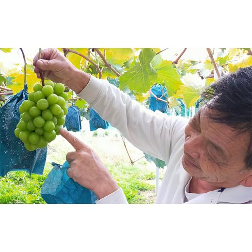 【ラスト1点】 ふるさと納税 岡山県 美咲町 [No.5757-0422]ぶどう 2024年 先行予約 定期便 2回 先行予約 黒川農園 自慢！の 大粒 大房 ニューピオーネ 2房 シャインマスカッ… 【MYK8617960009】(30360円)