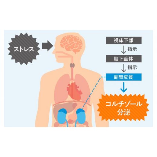 ふるさと納税 神奈川県 藤沢市 慢性ストレスレベルを数値で見える化!!【ストレスホルモン量検査キット（爪）〜コルチゾール〜】 ストレスホルモン量検査キット コルチゾール