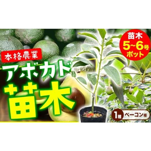 ふるさと納税 雑貨・日用品 苗木 熊本県 津奈木町 アボカド苗木 5~6号ポット ベーコン種[30日以内に出荷予定(土日祝除く)]熊本県 津奈木町 南興ファーム ア…