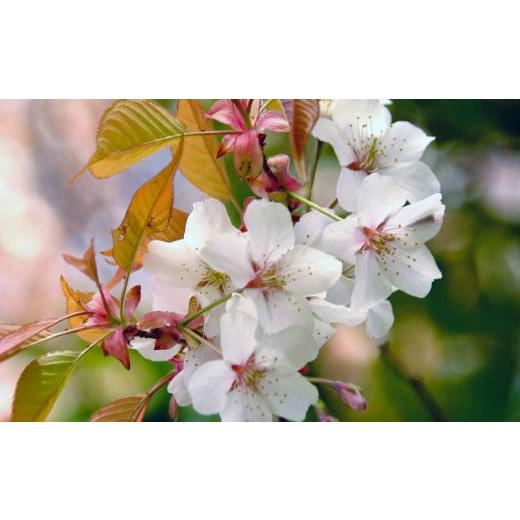 ふるさと納税 加工品等 はちみつ 茨城県 那珂市 数量限定 山桜はちみつと春の田舎はちみつの3種ギフトセット B3山桜 茨城県共通返礼品 五霞町生ハチミツ 非加…の画像