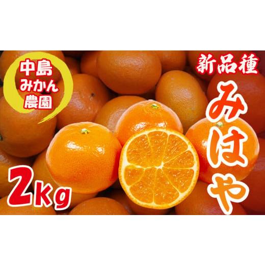 ふるさと納税 果物類 みかん 愛媛県 松山市 2025年12月から発送 みはや 家庭用2kg 家庭用 2kg