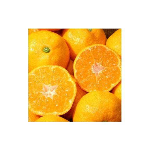 ふるさと納税 自治体にお任せ 佐賀県 玄海町  計12回お届け おすすめ定期便（12回） |  | 05