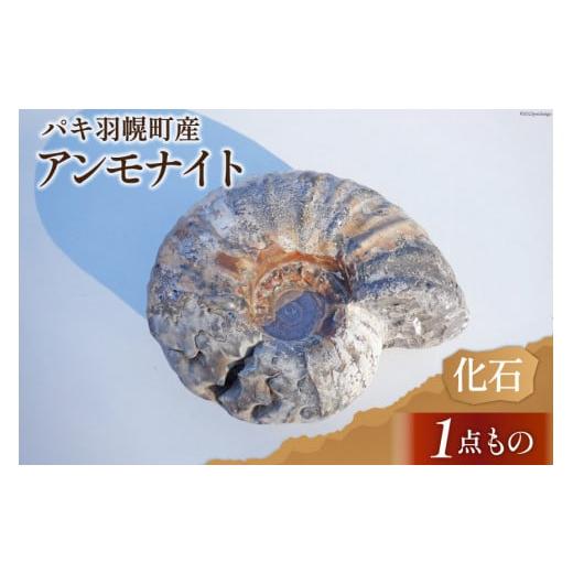 ふるさと納税 雑貨・日用品 インテリア 北海道 歌志内市 化石 パキ アンモナイト 羽幌町産 1個 1点もの 加藤樹石苑 北海道 歌志内市 01227ai042 インテリア 置…の画像