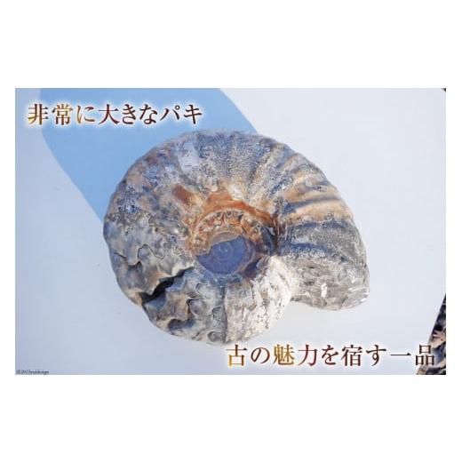 ふるさと納税 雑貨・日用品 インテリア 北海道 歌志内市 化石 パキ アンモナイト 羽幌町産 1個 1点もの 加藤樹石苑 北海道 歌志内市 01227ai042 インテリア 置…の画像
