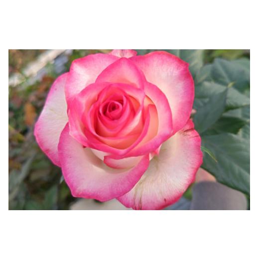 ふるさと納税 薔薇の花束単色10本セット[ジュミリア(縁どりピンク)] ジュミリア(縁どりピンク)