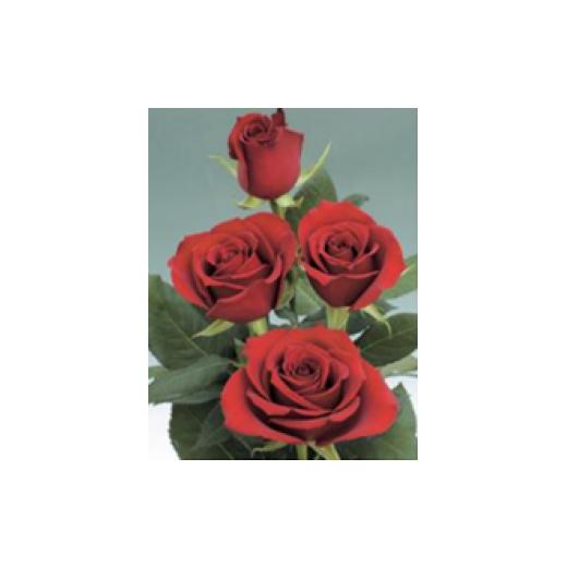 ふるさと納税 薔薇の花束単色10本セット[サムライ(濃赤)] サムライ(濃赤)