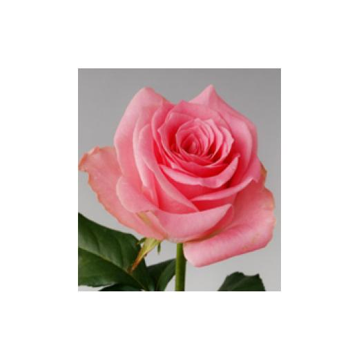 ふるさと納税 薔薇の花束単色10本セット[ブロッサムピンク(ピンク色)] ブロッサムピンク(ピンク色)