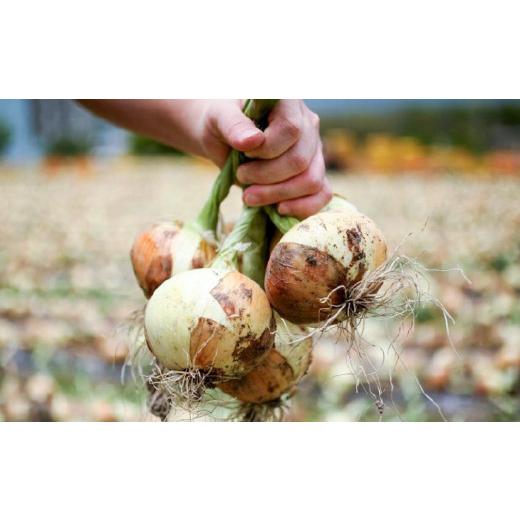 ふるさと納税 野菜類 玉ねぎ 兵庫県 南あわじ市  新玉ねぎ 極上の味 淡路島の極味玉ねぎ 3kg  配送３月中旬〜5月中旬の画像
