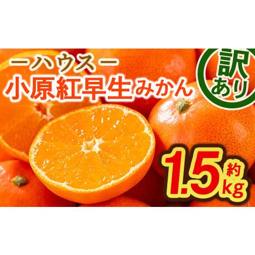 ふるさと納税 香川県 まんのう町 ＜先行予約！2024年6月下旬以降順次発送予定＞ ＜訳あり＞ハウス小原紅早生みかん (約1.5kg)【man181】【Aglio nero】｜furusatochoice｜02