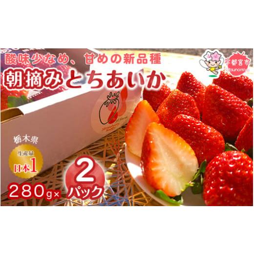 ふるさと納税 いちご 栃木県 宇都宮市 1月発送 朝摘み とちあいか 2パックセット | いちご 栃木 とちあいか 甘い 糖度 旬 新鮮 フルーツ 果物 アレンジ スイ…
