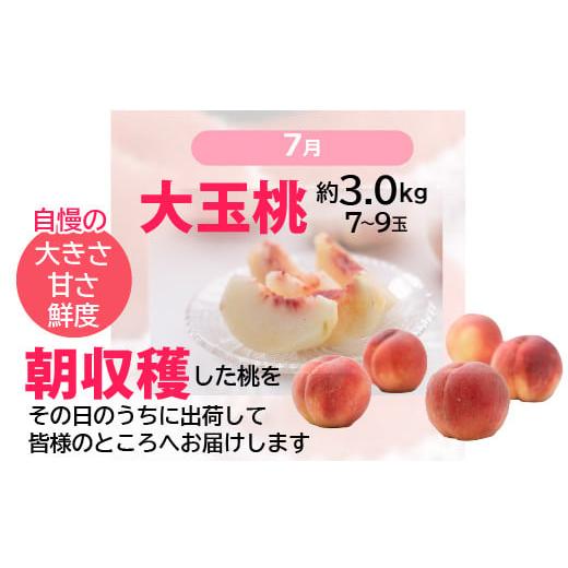 ふるさと納税 ぶどう マスカット 山梨県 笛吹市  定期便：全6回 極み四重奏 季節ごとの最高品を産地直送 088-017_4