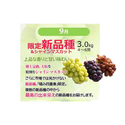 ふるさと納税 ぶどう マスカット 山梨県 笛吹市  定期便：全6回 極み四重奏 季節ごとの最高品を産地直送 088-017_6