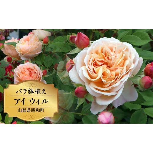ふるさと納税 雑貨・日用品 花 山梨県 昭和町 バラ鉢植え「アイ ウィル」 SWBD001の画像