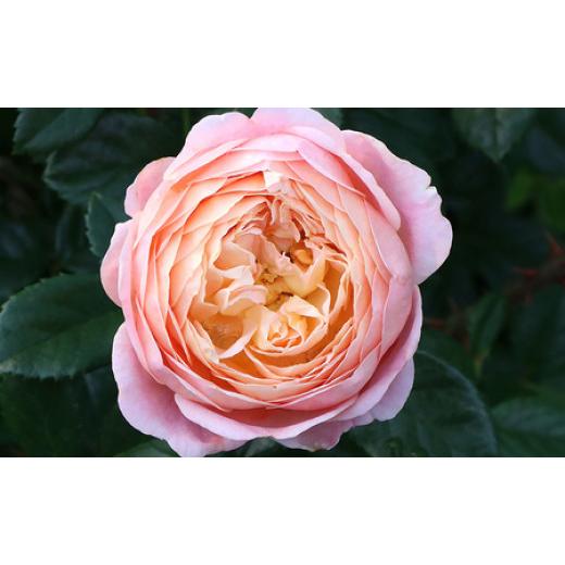 ふるさと納税 雑貨・日用品 花 山梨県 昭和町 バラ鉢植え「アイ ウィル」 SWBD001の画像