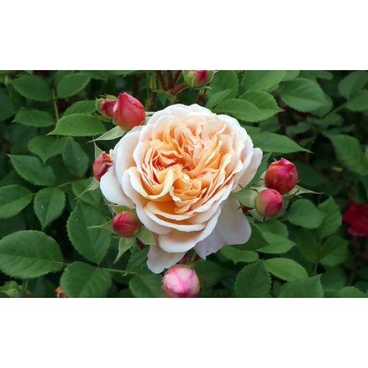 ふるさと納税 雑貨・日用品 花 山梨県 昭和町 バラ鉢植え「アイ ウィル」 SWBD001の画像