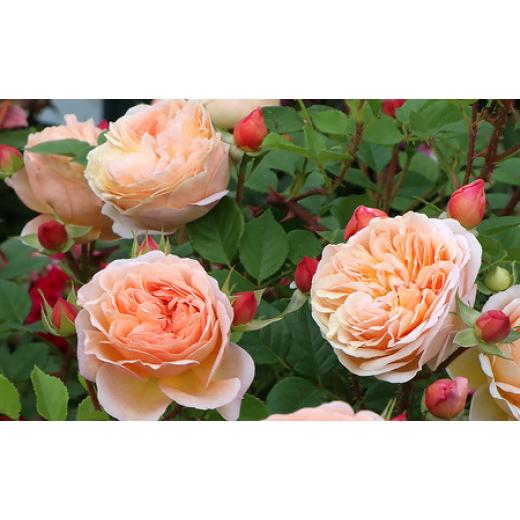 ふるさと納税 雑貨・日用品 花 山梨県 昭和町 バラ鉢植え「アイ ウィル」 SWBD001の画像