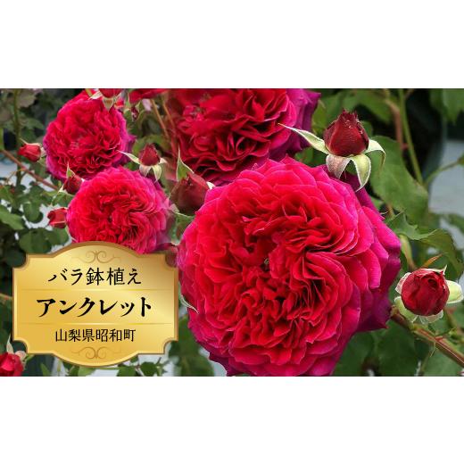 ふるさと納税 雑貨・日用品 花 山梨県 昭和町 バラ鉢植え「アンクレット」 SWBD002の画像