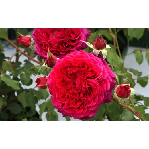 ふるさと納税 雑貨・日用品 花 山梨県 昭和町 バラ鉢植え「アンクレット」 SWBD002の画像