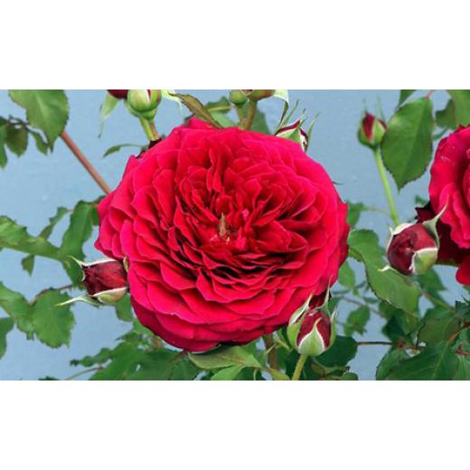 ふるさと納税 雑貨・日用品 花 山梨県 昭和町 バラ鉢植え「アンクレット」 SWBD002の画像