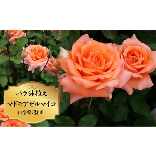 ふるさと納税 雑貨・日用品 花 山梨県 昭和町 バラ鉢植え「マドモアゼルマイコ」 SWBD004の画像