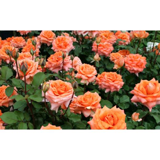 ふるさと納税 雑貨・日用品 花 山梨県 昭和町 バラ鉢植え「マドモアゼルマイコ」 SWBD004の画像