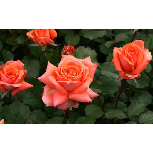 ふるさと納税 雑貨・日用品 花 山梨県 昭和町 バラ鉢植え「マドモアゼルマイコ」 SWBD004の画像
