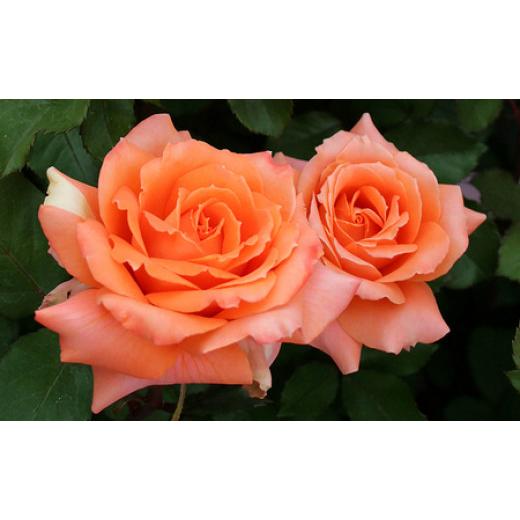 ふるさと納税 雑貨・日用品 花 山梨県 昭和町 バラ鉢植え「マドモアゼルマイコ」 SWBD004の画像