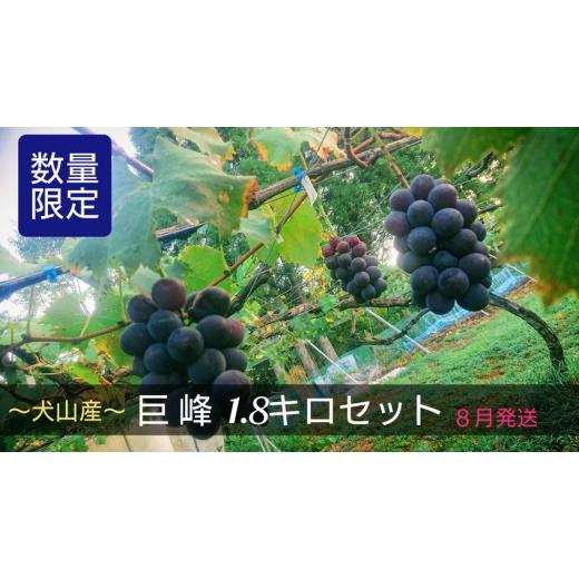 ふるさと納税 愛知県 犬山市 17-21_[期間限定・数量限定]犬山産 完熟 種なし巨峰 1.8キロ (先行予約) | ぶどう 甘い 1.8キロ 限定 夏 林ファーム 房 ブド…