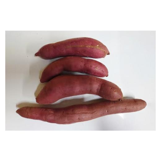 ふるさと納税 野菜類 サツマイモ 茨城県 行方市  12ヶ月定期便 訳あり 紅はるか冷凍焼き芋約1.2kg＋おまかせ品種さつまいも　合計約1.4kg（EY-34）_7
