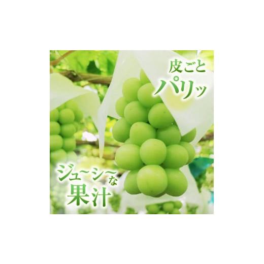 ふるさと納税 ぶどう マスカット 山梨県 甲州市 甲州屋厳選 シャインマスカット 約3kg 5〜8房 2026年発送 C7-116 シャインマスカット 葡萄 ぶどう ブドウ 令和…の画像