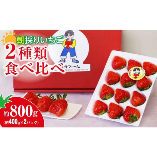 ふるさと納税 いちご 群馬県 前橋市 2026年 先行予約 いちご 2種食べ比べ 400g × 2パック 800g|イチゴ 苺 高品質 たっぷり 新鮮 完熟 旬 ストロベリー 高級…