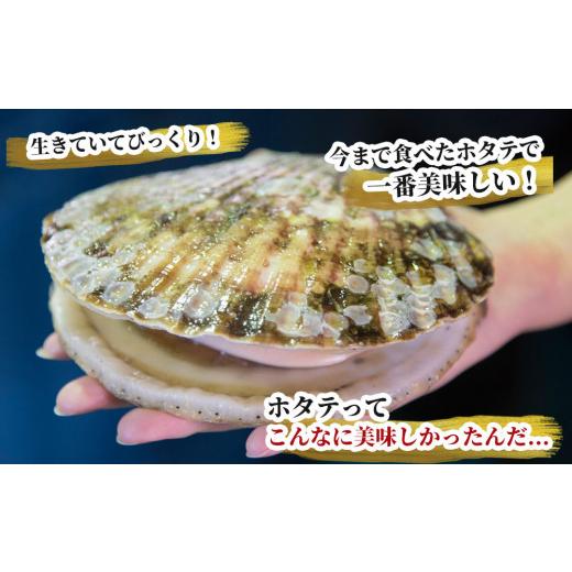 ふるさと納税 魚貝類 ホタテ 岩手県 釜石市 fc-39-024 泳ぐホタテ (12.5cm以上) 10枚 ヤマキイチ商店 泳ぐホタテ 10枚の画像