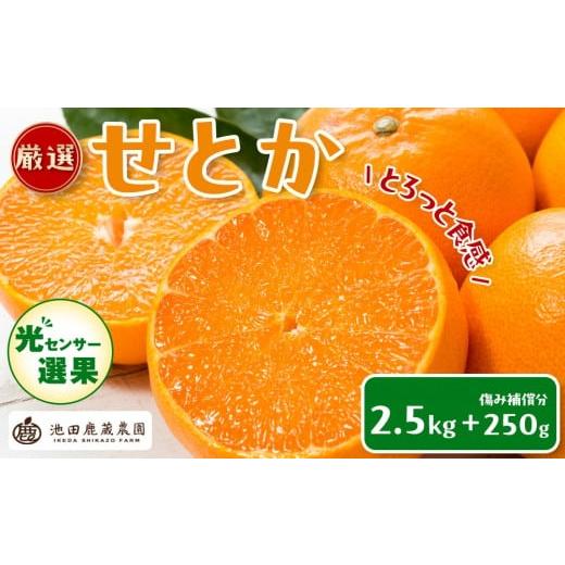 ふるさと納税 果物類 みかん 和歌山県 有田川町 ［先行予約］厳選 せとか2.5kg+250g（傷み補償分）［柑橘・春みかんの王様］［光センサー選果・食べ頃出荷］［… | 