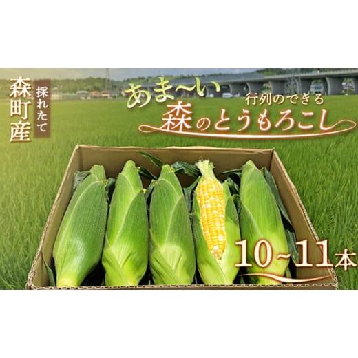 ふるさと納税 とうもろこし 静岡県 森町 2026年産 先行予約 森の