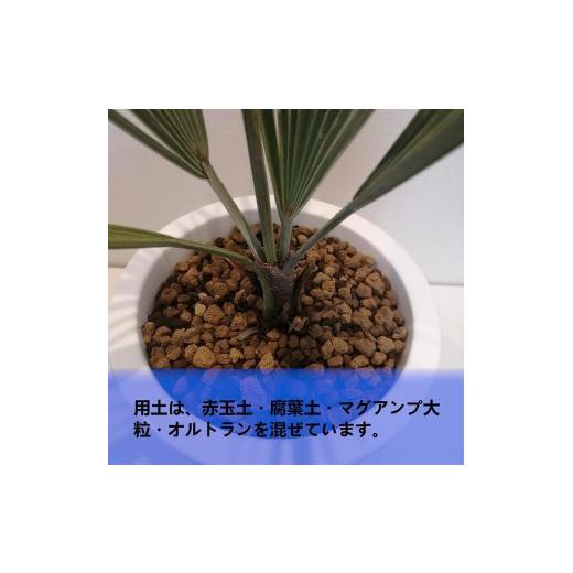 ブラヘアアルマータ　大株　幹幅10センチ　特価 ブラヘア アルマータ 10号