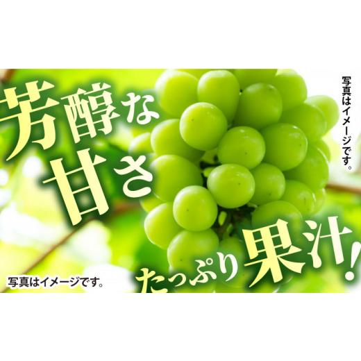 通販の人気商品 ふるさと納税 熊本県 山鹿市 【先行予約】【チョイス限定】【数量限定】3房食べ比べ シャインマスカット ゴルビーorクイーンニーナ ピオーネorブラックビート …