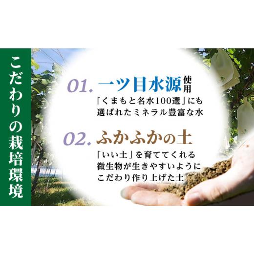 通販の人気商品 ふるさと納税 熊本県 山鹿市 【先行予約】【チョイス限定】【数量限定】3房食べ比べ シャインマスカット ゴルビーorクイーンニーナ ピオーネorブラックビート …