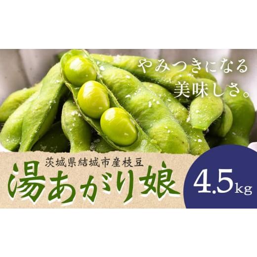 ふるさと納税 豆類 枝豆 茨城県 結城市 枝豆 先行予約「湯あがり娘」4.5kg(茶豆味)有限会社大嶋農園 [2026年7月中旬-8月上旬頃出荷]茨城県結城市産枝豆 野…
