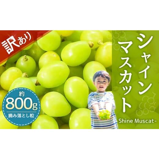 ふるさと納税 福岡県 嘉麻市 【2024年8月下旬〜9月下旬発送】【訳あり品】福岡県産シャインマスカット摘み落とし粒 約800g 果物 くだもの｜furusatochoice｜02