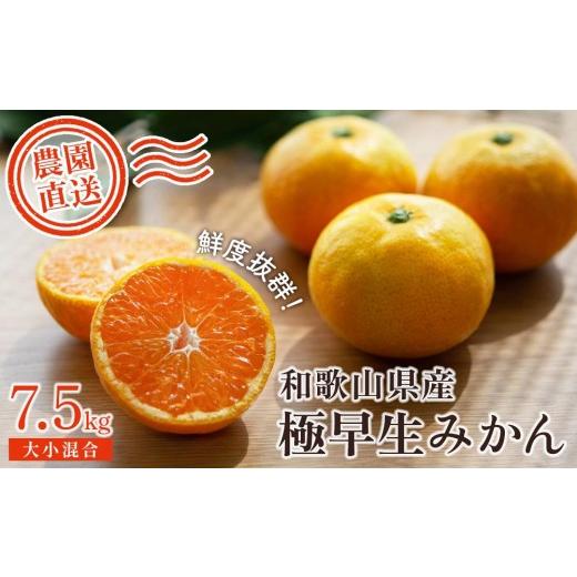 ふるさと納税 果物類 みかん 和歌山県 海南市 極早生みかん みかん 7.5kg 家庭用 大小混合サイズ 和歌山県海南市産 産地直送