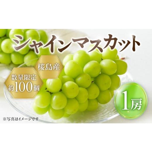 ふるさと納税 鹿児島県 鹿児島市 2024年8月お届け先行予約！【桜島産】シャインマスカット　1房　K260-001_01｜furusatochoice｜02