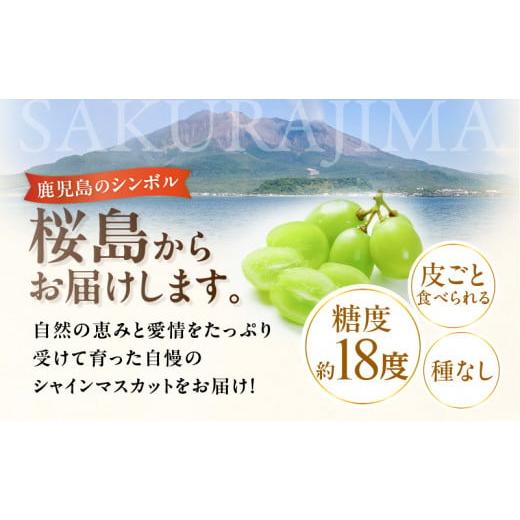 ふるさと納税 鹿児島県 鹿児島市 2024年8月お届け先行予約！【桜島産】シャインマスカット　1房　K260-001_01｜furusatochoice｜04