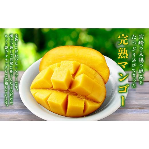 ふるさと納税 マンゴー 宮崎県 高鍋町  宮崎県産生まれ育つマンゴー 2L×3玉（約1kg） 2026年4月中旬〜7月下旬までに順次さし出し